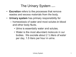 The test involves only normal urination, and there is no discomfort. Urinary System