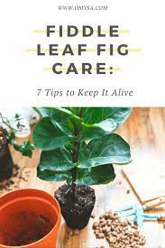 Fiddle Leaf Fig Care 7 Tips To Keep It Alive Fiddle Leaf Fig Care Fiddle Leaf Fig Fig Plant