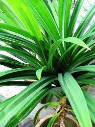 The fresh, intact plants hardly have any odour. Green Paradise Pandanus Amaryllifolius Plant Pandan Plant Rambha Plant Biryani Leaves Plant Basmati Plant Amazon In Garden Outdoors