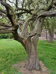 Image result for Cydonia