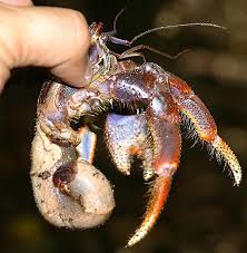 This is because when a hermit crab dies it usually presents a similar scenario. Dead Crab Walkin The Real Full House