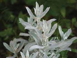 Foliage is aromatic when bruised. Search Catalog Search By Item Name Latin Name Or Catalog Number Cart Main Menu Home Richters Home Catalog Home Catalog Shop Online Download Catalog Request A Copy Ordering Shipping Safe Seed Pledge Visit Us Events Gift Shop