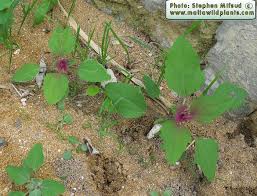 Image result for Chenopodium giganteum