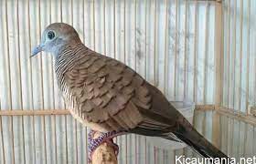 Perkutut Lokal Cara Memilih Ciri Ciri Suara Harga Dan Perawatannya Kicaumania Net