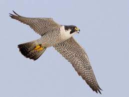 Peregrine falcons are the largest falcon over most of the continent, with long, pointed wings and a look for peregrine falcons perching or nesting on skyscrapers, water towers, cliffs, power pylons. Peregrine Falcon Ebird