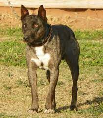 Bullet Is A Hangin Tree Cowdog A Very Good Cow Dog Working Dogs Dogs Cute Animals