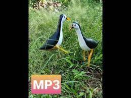 Suara Burung Ruak Ruak Bird Sound Ruak Ruak Mp3 Bird Mp3 Sound