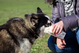 Se desarrolla esta condición cuando el sistema inmune del perro evita que las plaquetas hagan su trabajo, ya que, las células de la sangre conocidas como plaquetas cuidan los pequeños desgarres en los vasos sanguíneos en el perro. Plaquetas Bajas En Perros Que Es Sintomas Diagnostico Y Cuidados Mundo Perros