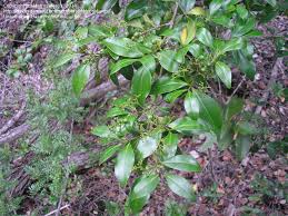 Image result for Psydrax