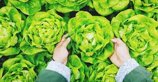 It is a beautiful, forgiving time. October Gardening Tips And To Do List By Planting Zone And Region