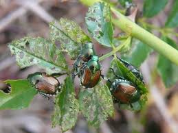 Black bugs on aspen trees. Japanese Beetles Best And Worst Plants The Old Farmer S Almanac