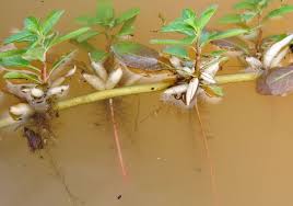 Image result for Ludwigia adscendens