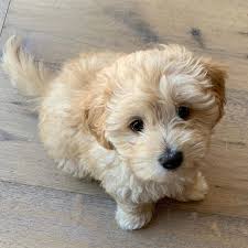Check spelling or type a new query. Cavapoo For Sale California Cavapoo Puppies For Sale Under 500