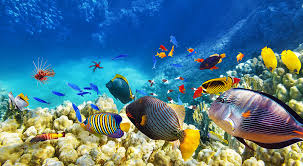 The great barrier reef is the world's largest coral reef system composed of over 2,900 individual reefs and 900 islands stretching for over. Great Barrier Reef Day Cruise Aat Kings