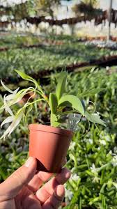 Image result for Aerangis collum-cygni