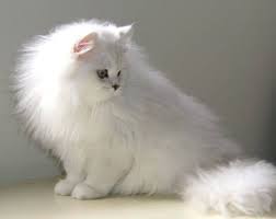 Hayvanlar Tiffanie Kedisi Hayvanlar Cats Kedi