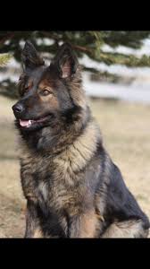 German shepherds and many other breeds, come in two coat lengths: Long Coat Ddr Gsd What A Beauty Looks Very Similar To My Gorgeous Girl German Shepherd Puppies German Shepherd Dogs Malinois Dog