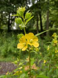 Image result for Ludwigia leptocarpa
