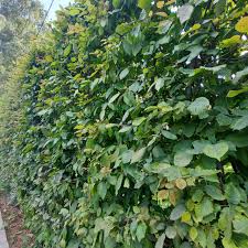 Image result for Živý plot z habru