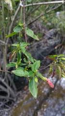 Image result for Dyschoriste thunbergiiflora