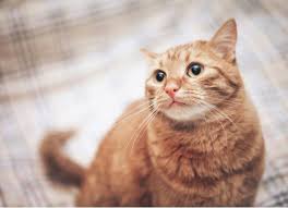 They are commonly found on young, neglected cats and often go unnoticed. Why Is My Cat Losing Hair Hair Loss In Cats Petmd