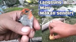 Voer 220 volt, merupakan pilihan voer yang paling bagus untuk jenis burung pemakan serangga dan buah. Cara Merawat Burung Kemade Cabean Hasil Pikat Youtube