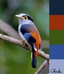 Gambar burung lovebird pipi hitam. 440 Ide Gambar Burung Terbaik Di 2021 Gambar Burung Burung Gambar