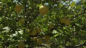 Place your tree by your southernmost facing window indoors, and they will still produce fruit prolifically. Lemon Tree Spain 4k Stock Video 127 300 745 Framepool Stock Footage
