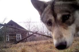 En Images Tchernobyl 30 Ans Plus Tard La Nature A Repris Ses Droits Chernobyl Animals Chernobyl Disaster