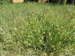 Image result for Cenchrus incertus