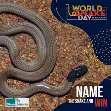 This Dazzling Snake Found In Sri Lanka Is Tiny It S About The Size Of An Ink Tube In A Carbon Pen Can You Name It Inbo Harmless Snakes Dilmah Conservation