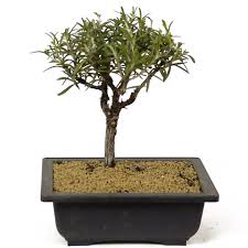 Image result for rosemary bonsai