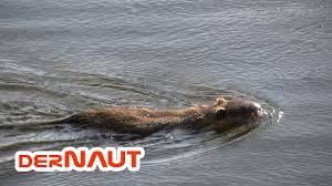 Diese bisamratte ist einfach der wahnsinn. Putzig Oder Ekelig Die Biberratte Nutria Und Die Bisamratte Muskrat Youtube