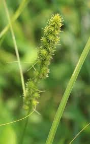 Image result for Carex angolensis