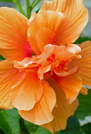 Check spelling or type a new query. 47 Flowers That Start With H Ideas Flowers Planting Flowers Beautiful Flowers
