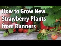 Plant the strawberries in early spring, dig small holes every 24 in the rows. How To Grow Strawberries From Runners The Old Farmer S Almanac
