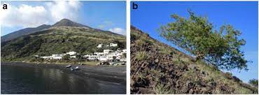 1,080 likes · 9 talking about this · 104 were here. Plant Biogeography And Vegetation Patterns Of The Mediterranean Islands Springerlink