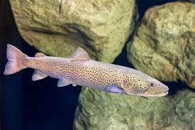 Najveća je salmonidna riba, kod nas, a uglavnom se lovi po zimi. Upper Course Aquatika Slatkovodni Akvarij Karlovac