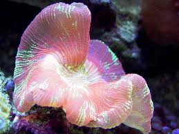 Top 10 Beautiful Worms Corals And Mushrooms Brain Coral Beautiful Sea Creatures Ocean Animals