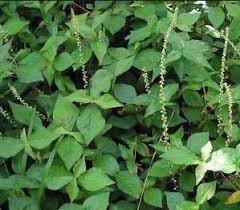 Image result for Achyranthes aspera