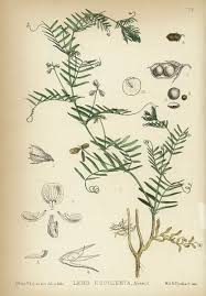 Image result for Lens culinaris