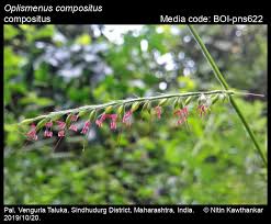 Image result for Oplismenus compositus