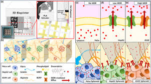 Image result for Multidrug Resistance Score