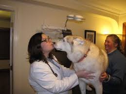 Welcome to north county animal hospital (ncah). Veterinary Services In North Adams Ma North County Veterinary Hospital