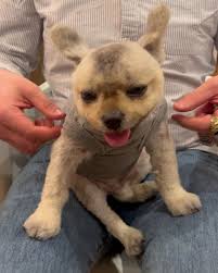 🐶 and 🧶 and 🦃