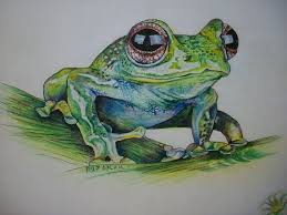 Rana Disegno Rana Rana Matite Acquerellabili Su Di Stellangelo Disegno Rana Rana Illustrazione Matite Acquerellabili