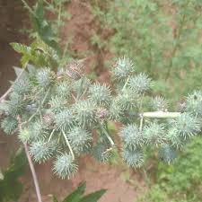 Image result for Euphorbia schimperiana