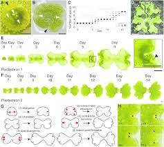 The thallus of marchantia shows differentiation into two layers: Shape Transformations In Marchantia Thallus Development Download Scientific Diagram