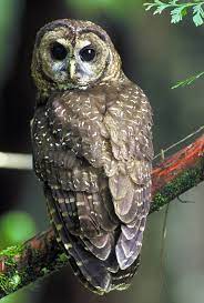 Nocturnal Definition And Synonyms Of Nocturnal In The English Dictionary