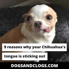 Your family vet, if anyone, might be able to tell you. 9 Reasons Why Your Chihuahua S Tongue Is Sticking Out